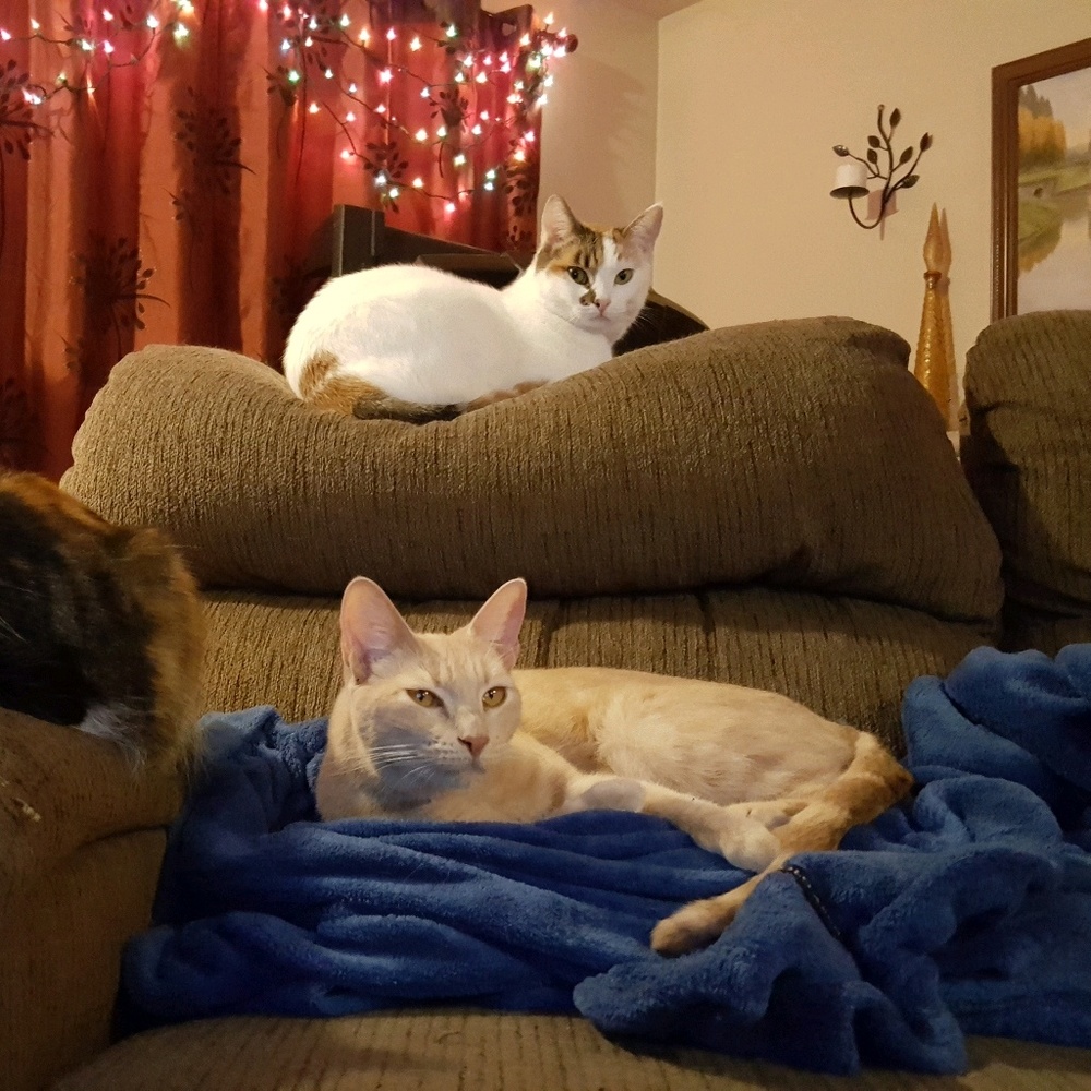 Meet your Posher, Tracy